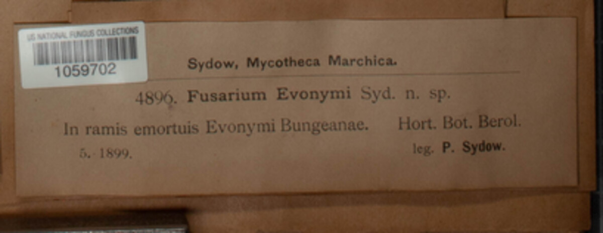 Fusarium euonymi image